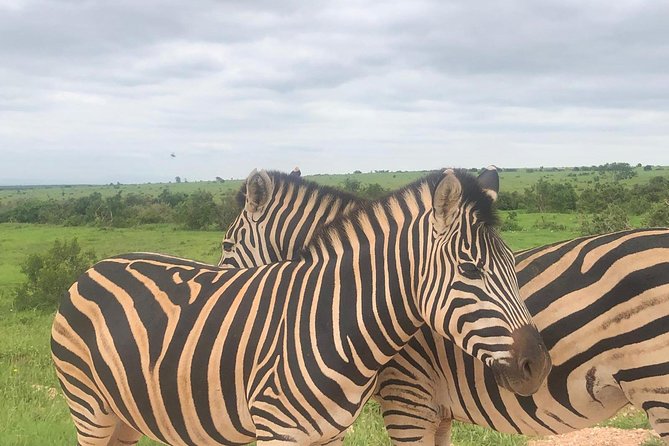 Addo Elephant National Park Day Tour from Port Elizabeth - Who will get the most from this safari