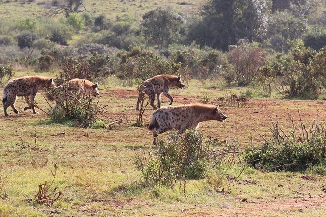 Addo Elephant National Park from Port Elizabeth - FD01 - What the guides add to the experience