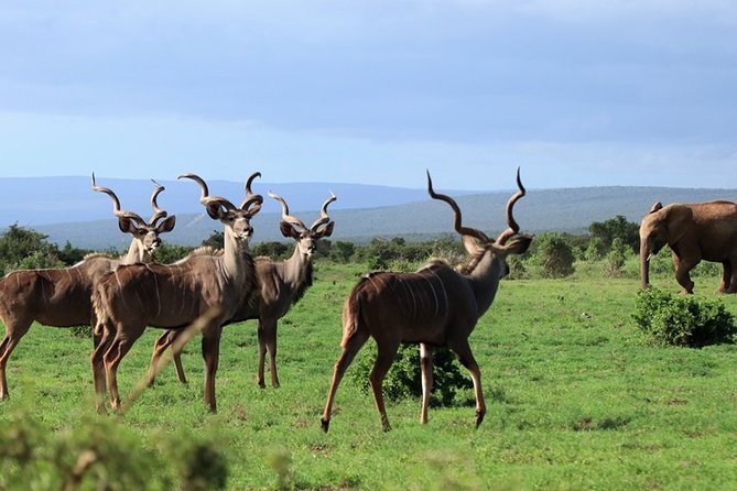 Addo Elephant National Park from Port Elizabeth - FD01 - Is the small group worth it?
