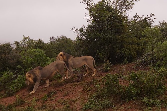 Addo Elephant National Park Full Day Safari - Five details that shape the day