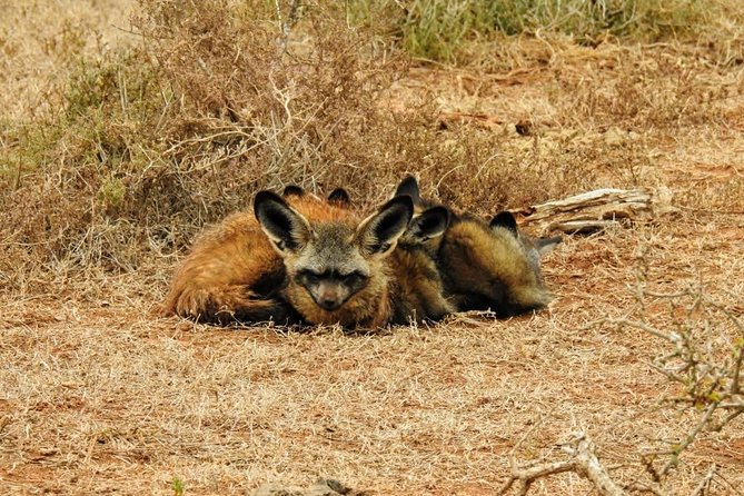 Addo Elephant National Park Full Day Safari - Why Addo works so well for a one-day safari
