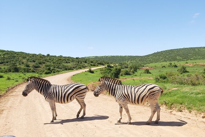 Addo Elephant National Park Full Day Safari - The midmorning tea stop