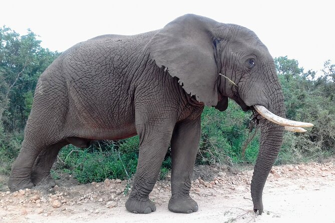 Addo Elephant National Park Full Day Safari - The braai lunch is more than a packed meal