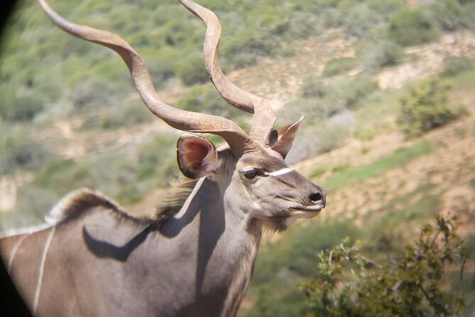 Addo Elephant National Park Full Day Safari - The value of $169.66 per person