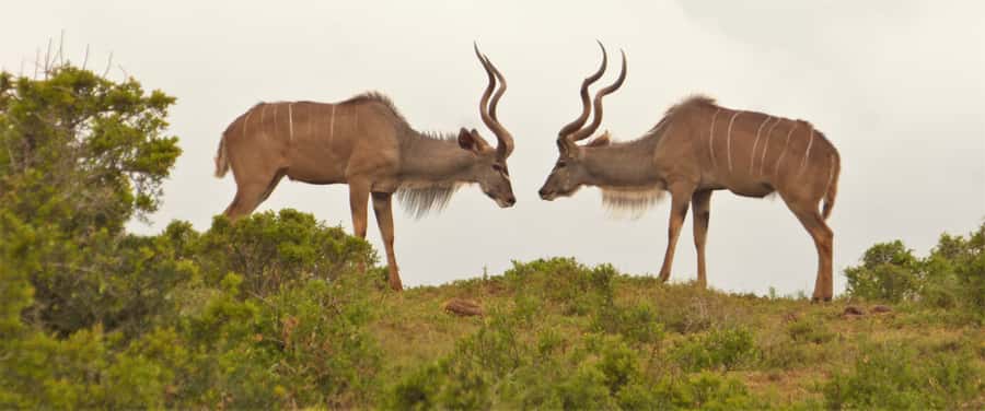 Addo Elephant National Park: Full-Day Safari Tour with Lunch - Key points to know before booking