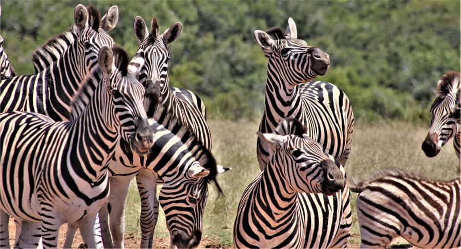 Addo Elephant National Park: Full-Day Safari Tour with Lunch - Starting from Chrislin African Lodge