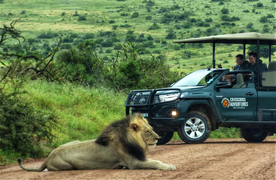 Addo Elephant National Park: Full-Day Safari Tour with Lunch - Searching for the Big Five