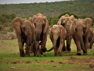 Addo Elephant National Park: Full-Day Safari Tour with Lunch