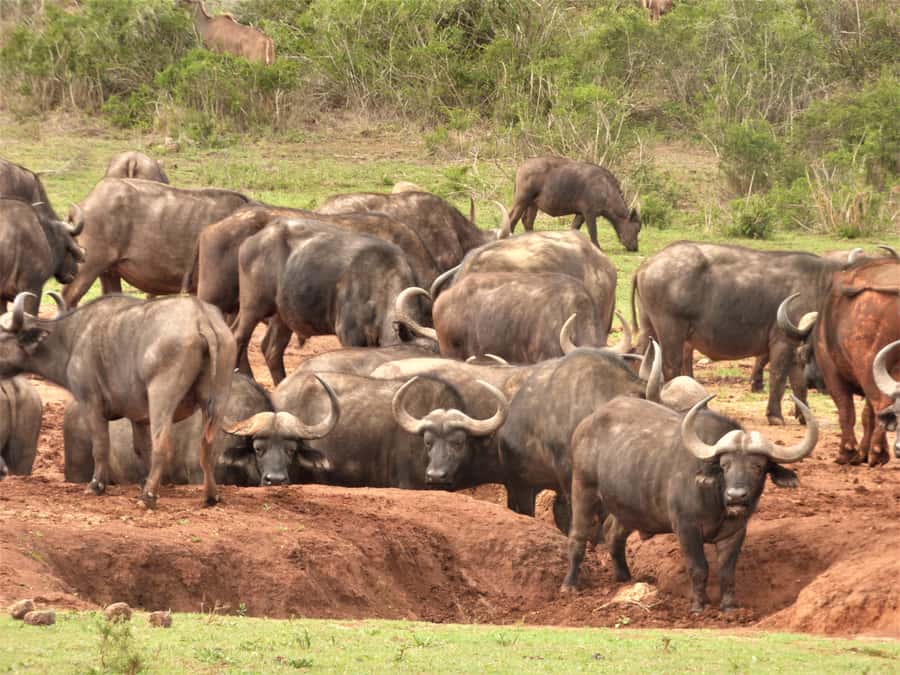 Addo Elephant National Park: Full-Day Safari Tour with Lunch - Northern and southern sections, and what the long day means