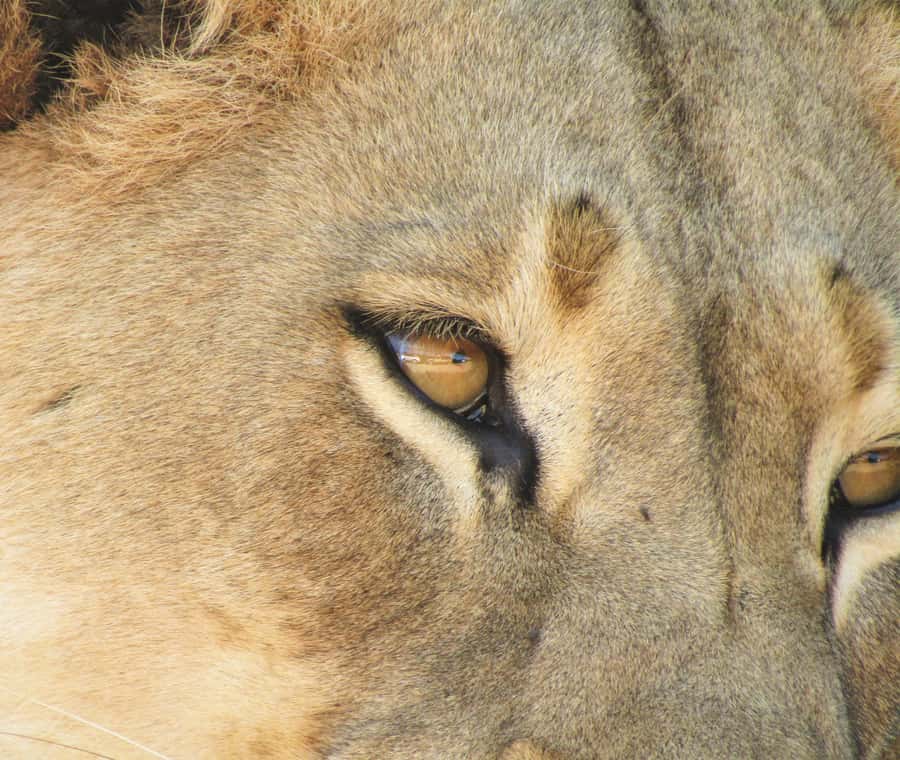 Addo Elephant National Park: Full-Day Safari Tour with Lunch - A South African braai at lunchtime