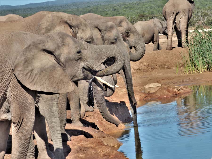 Addo Elephant National Park: Full-Day Safari Tour with Lunch - How this compares with visiting Addo on your own