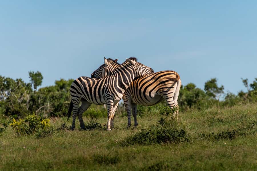 Addo Elephant National Park Full Day Safari with Braai Lunch - Is $208 Good Value?