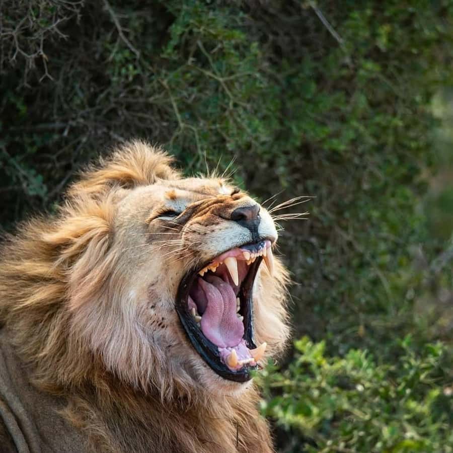 Addo Elephant National Park Full Day Safari with Braai Lunch - Why This Addo Safari Works So Well