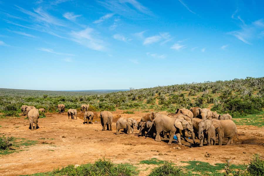 Addo Elephant National Park Full Day Safari with Braai Lunch - Matyholweni South Gate And The First Game Drive