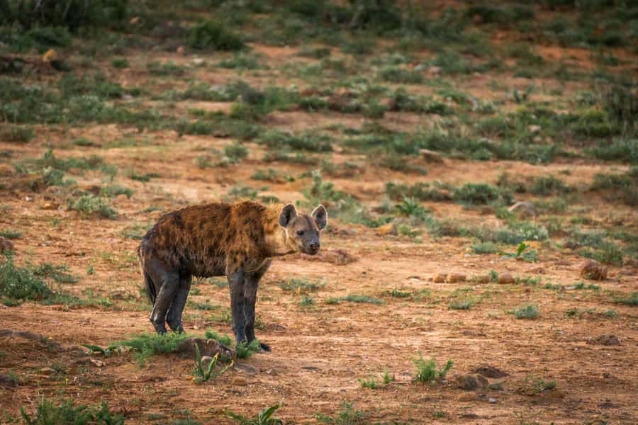 Addo Elephant National Park Full Day Safari with Braai Lunch - The Braai Lunch Is More Than A Quick Picnic