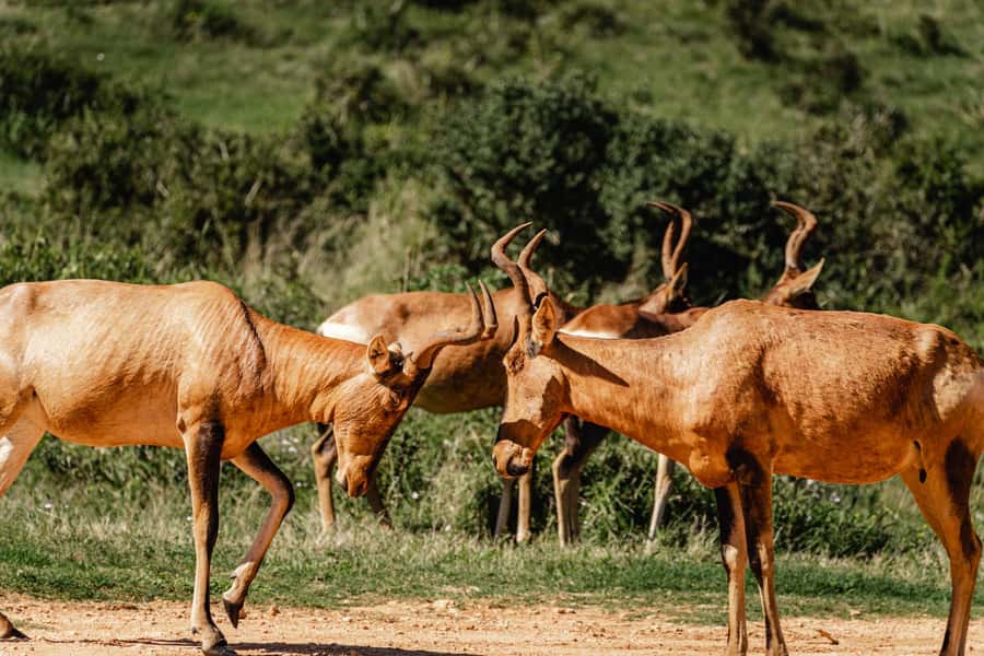 Addo Elephant National Park Full Day Safari with Braai Lunch - Afternoon Waterholes And Addo’s Elephants