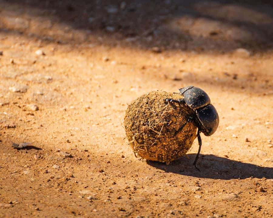 Addo Elephant National Park Full Day Safari with Braai Lunch - The Golden Hour Game Drive