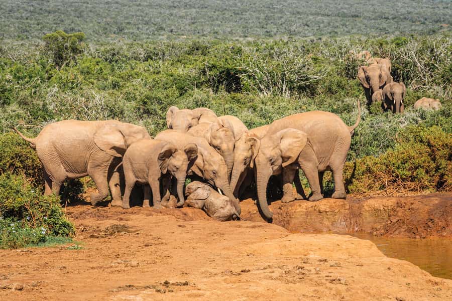 Addo Elephant National Park Full Day Safari with Braai Lunch - Group Size, Comfort, And The Guide