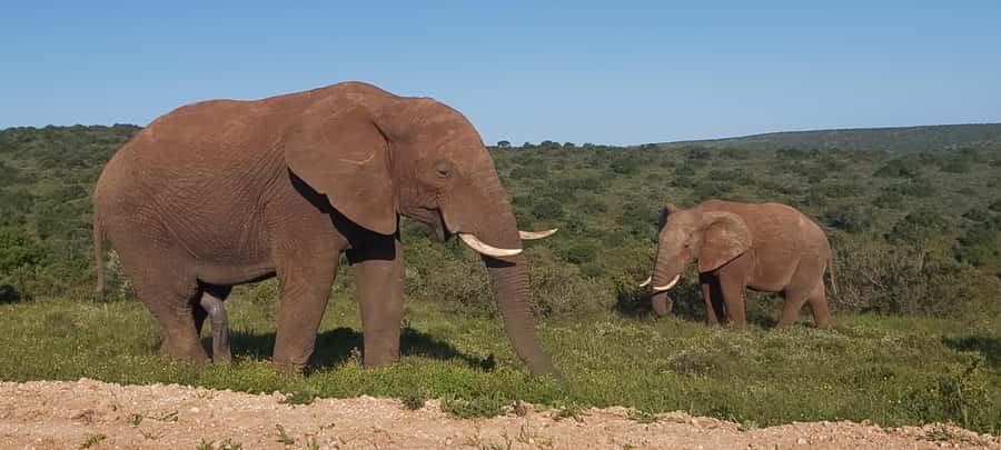 Addo Elephant National Park Full Day Safari with Braai Lunch - Pickup From Port Elizabeth And The Drive To Addo