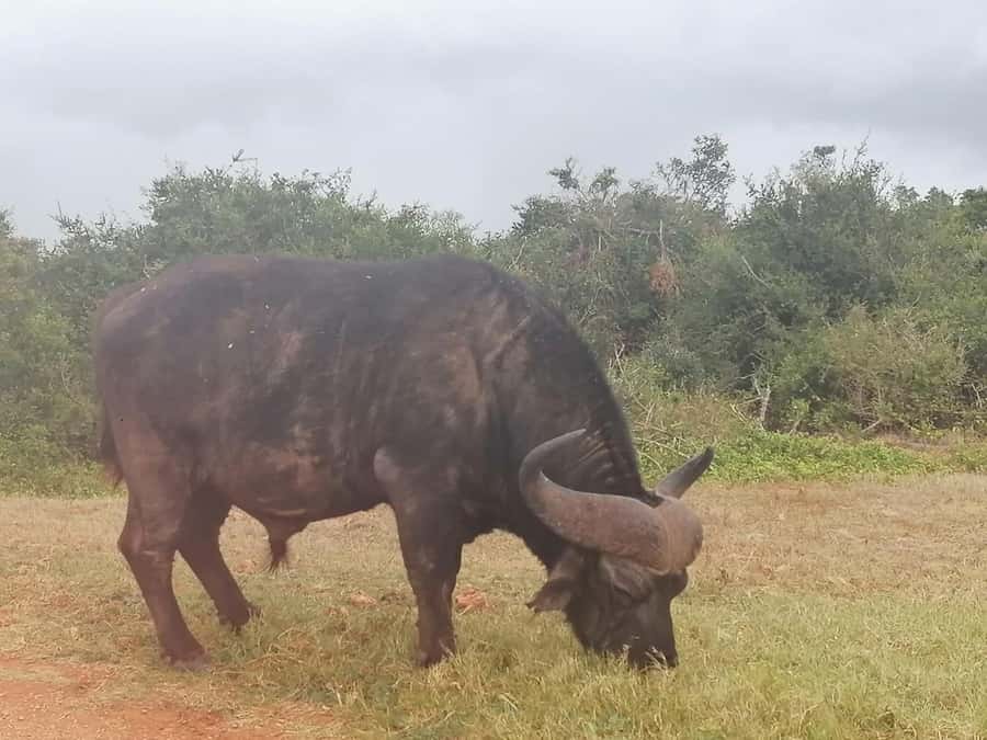 Addo Elephant National Park: Full-Day Safari with Lunch - Key points to know before booking