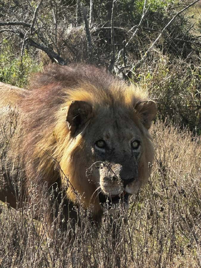 Addo Elephant National Park: Full-Day Safari with Lunch - Addo’s elephants are the real reason to go