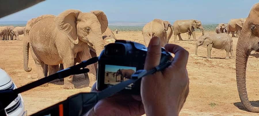 Addo Elephant National Park: Full-Day Safari with Lunch - Six to eight hours on Addo’s roads