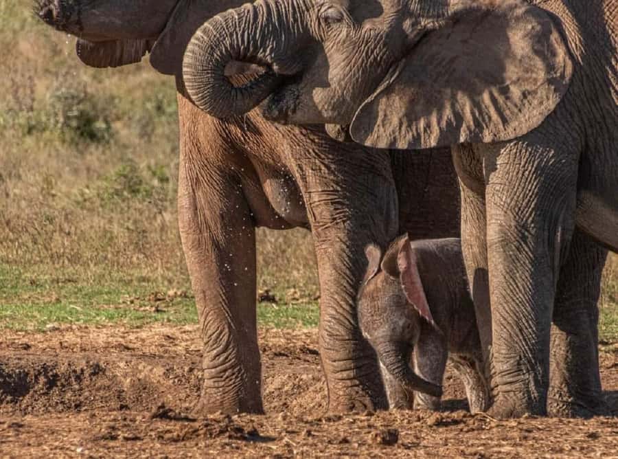 Addo Elephant National Park: Full-Day Safari with Lunch - How reliable is Sylvester Getaways?