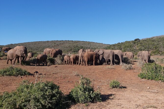 Addo Elephant National Park Full Day Safari - Starting at South Gate at 7:30 am