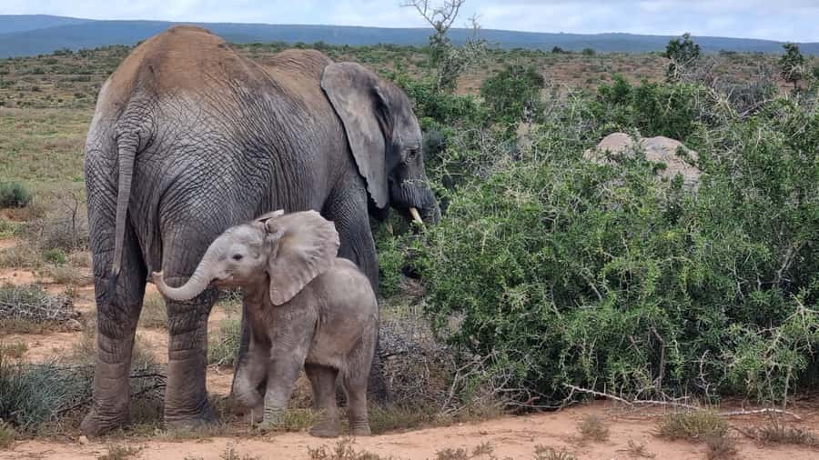 Addo Elephant National Park Game Drive Day Tour With Lunch - Key points to know before booking