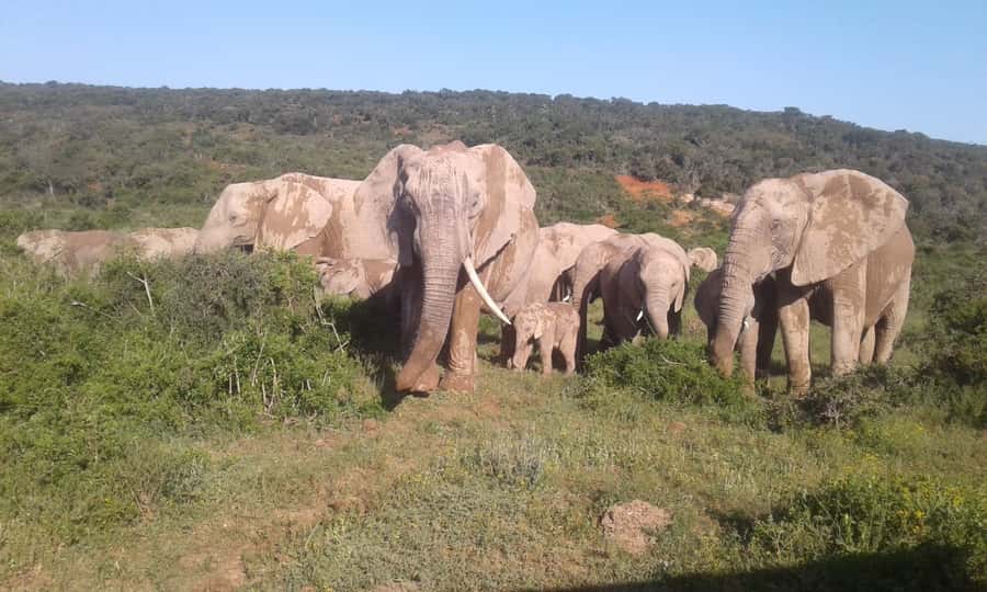 Addo Elephant National Park Game Drive Day Tour With Lunch - Why Addo works so well for a one-day safari