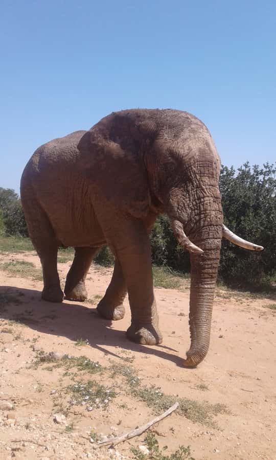 Addo Elephant National Park Game Drive Day Tour With Lunch - The first 2.5 hours: searching for Addo’s elephants