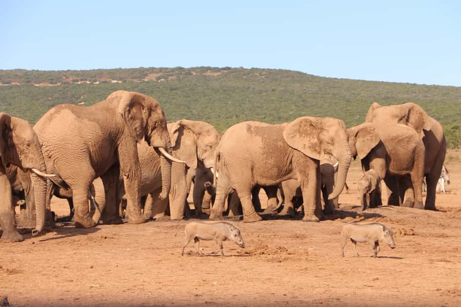 Addo Elephant National Park Game Drive Day Tour With Lunch - The braai lunch: a proper South African pause