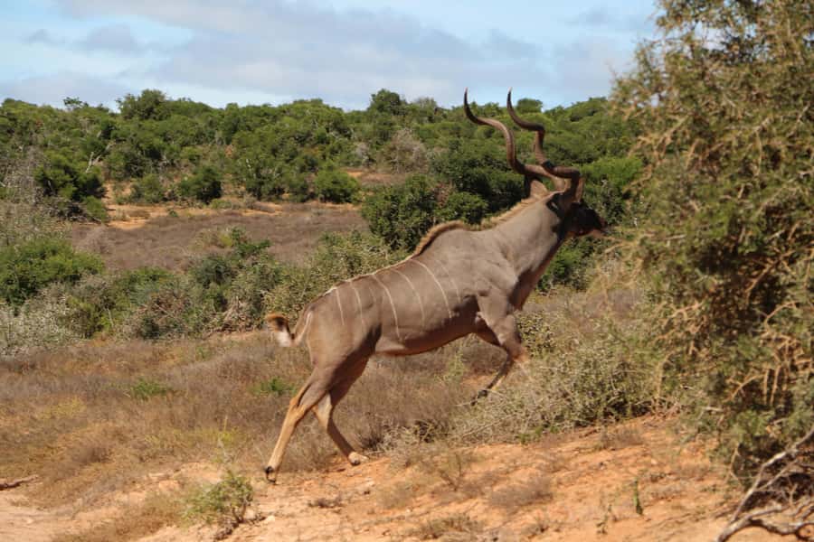 Addo Elephant National Park Game Drive Day Tour With Lunch - How the small group changes the experience