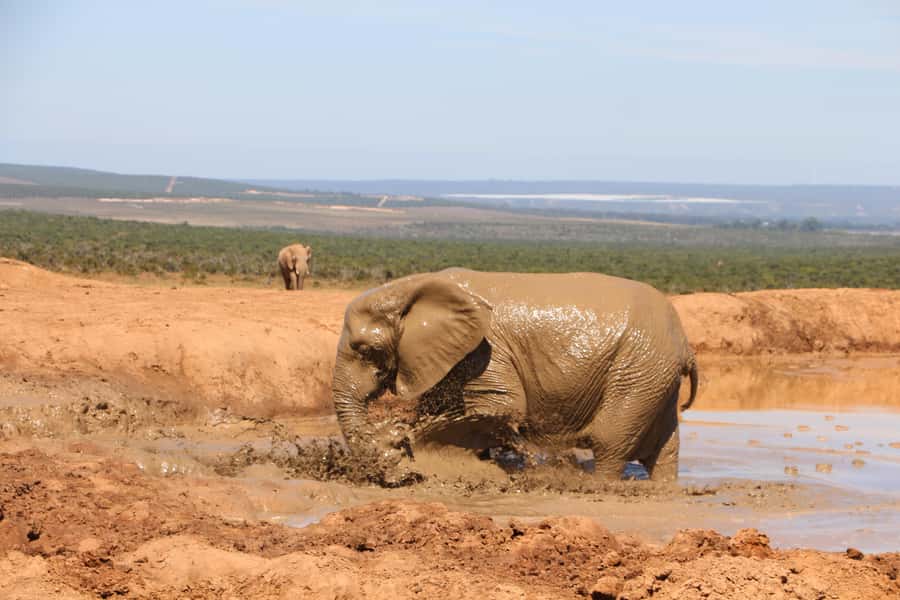 Addo Elephant National Park Game Drive Day Tour With Lunch - Practical details that affect your day