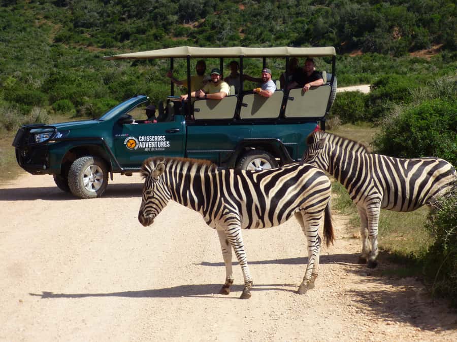 Addo Elephant National Park: Guided Half-Day Safari - Key points to know before you book