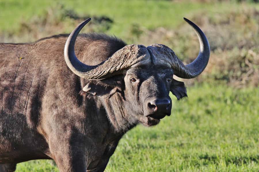 Addo Elephant National Park: Guided Half-Day Safari - Starting from Chrislin African Lodge at 8:30 am