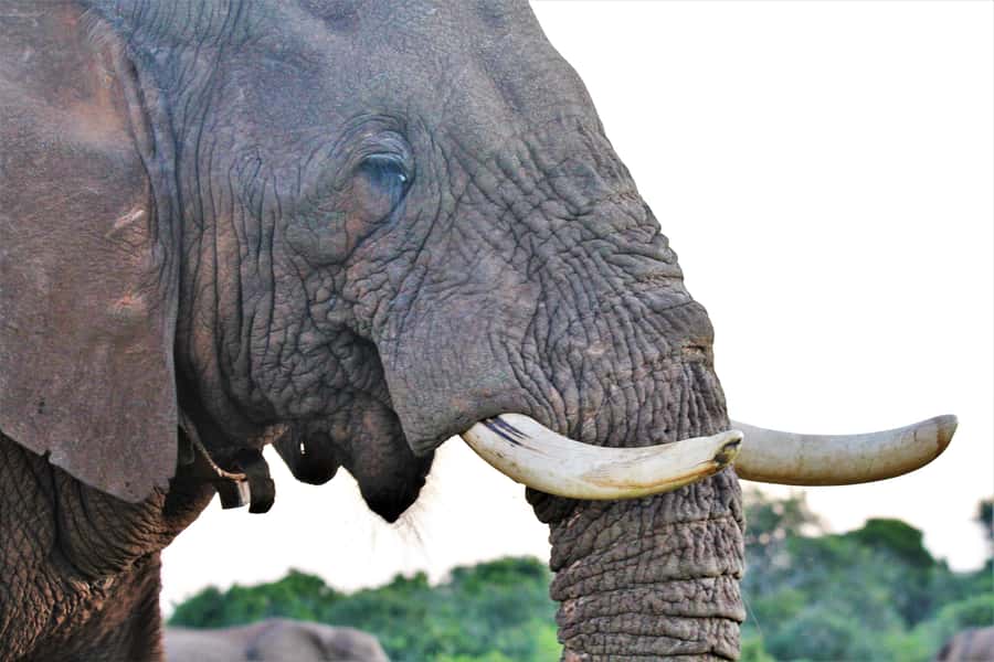 Addo Elephant National Park: Guided Half-Day Safari - What the guide adds beyond animal spotting