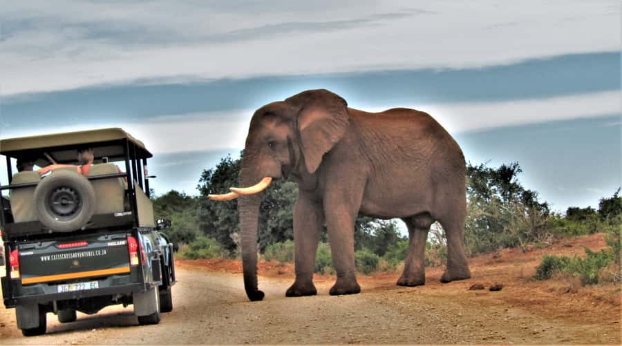 Addo Elephant National Park: Guided Half-Day Safari - Snacks, drinks, and weather protection