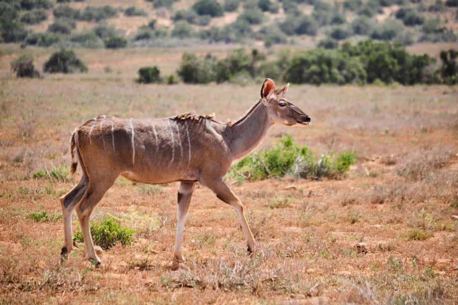 Addo Elephant National Park: Guided Half-Day Safari - What the $82 price really covers