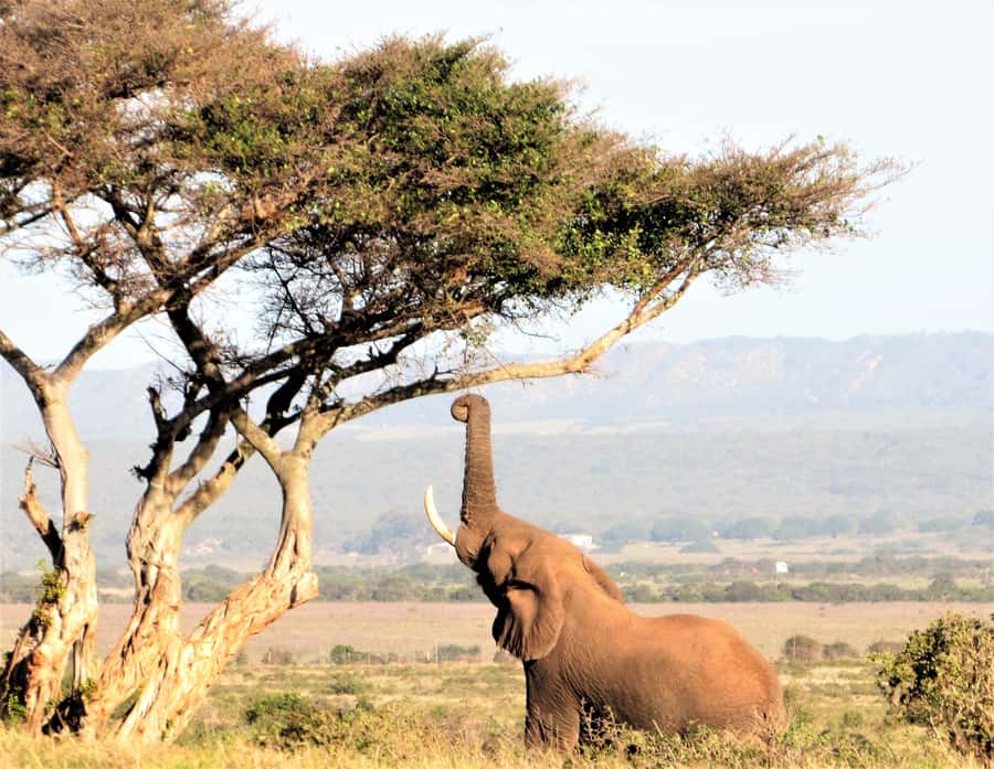 Addo Elephant National Park: Guided Half-Day Safari - A small group, but not a private safari
