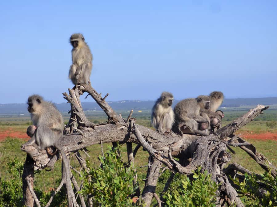 Addo Elephant National Park: Guided Half-Day Safari - Who will enjoy this Addo safari most