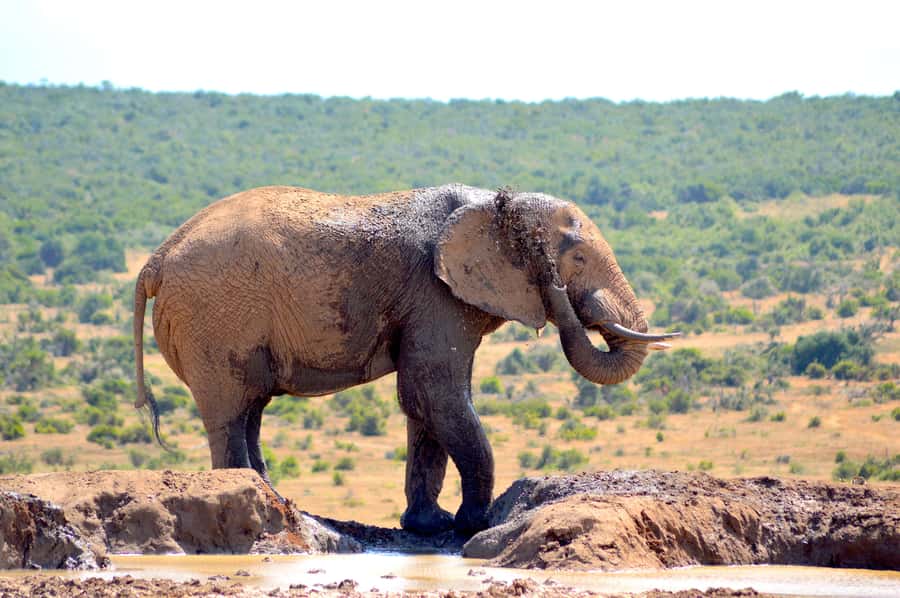 Addo Elephant National Park: Half Day Private Safari - Key points to know before booking