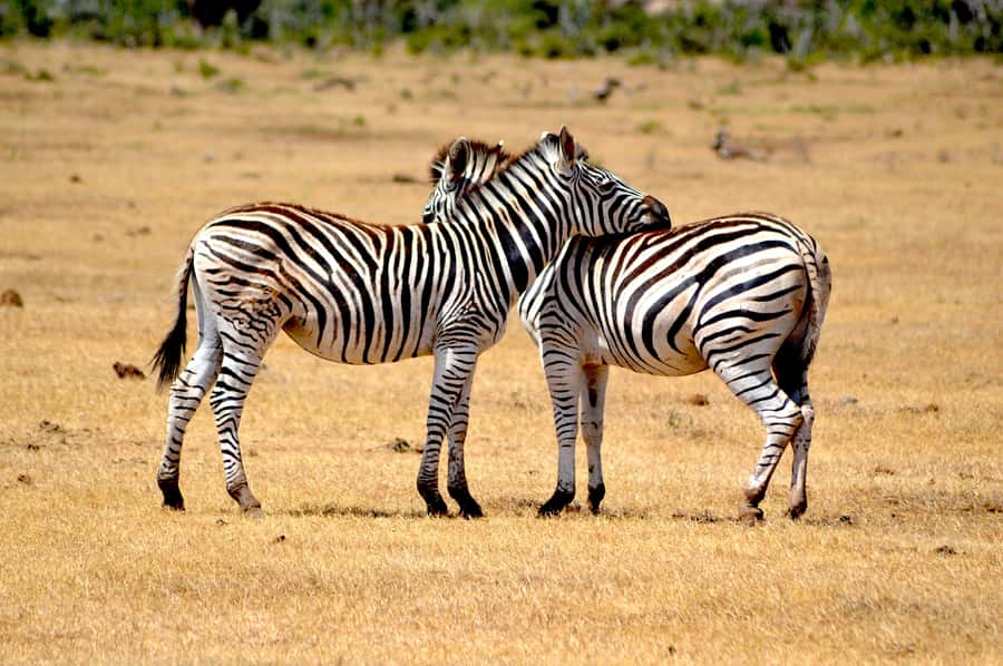 Addo Elephant National Park: Half Day Private Safari - Why a private Addo safari changes the day