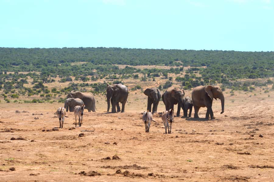 Addo Elephant National Park: Half Day Private Safari - Five hours among Addo’s elephants and other wildlife