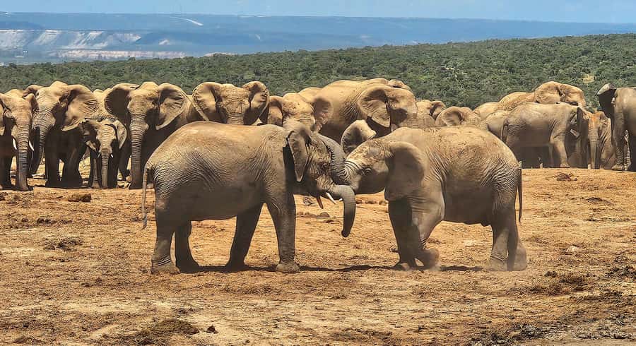 Addo Elephant National Park: Half Day Private Safari - What the $297 group price means