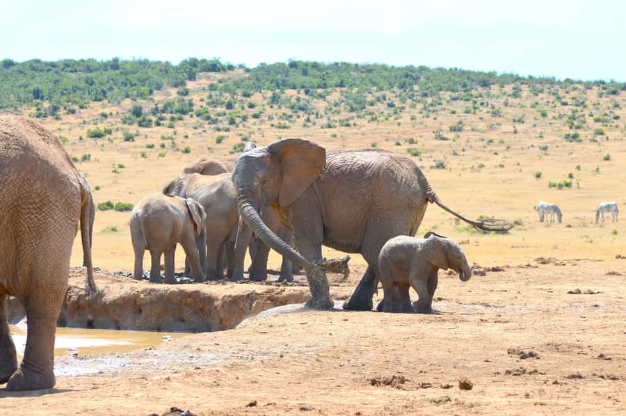 Addo Elephant National Park: Half Day Private Safari - Who should book this private safari