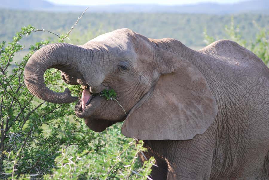 Addo Elephant National Park: Half Day Private Safari - Starting in Addo and reaching the park