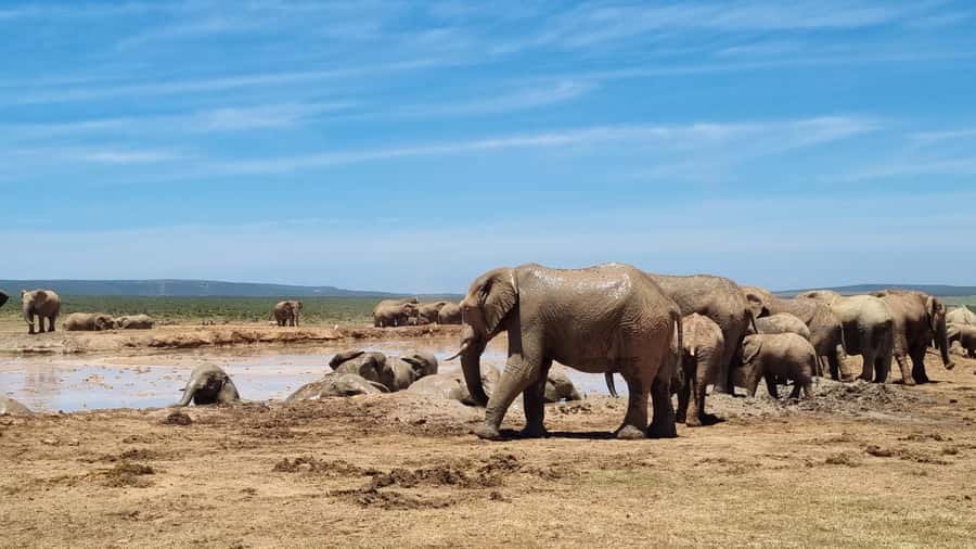 Addo Elephant National Park Half-Day Safari - Key points to know before booking