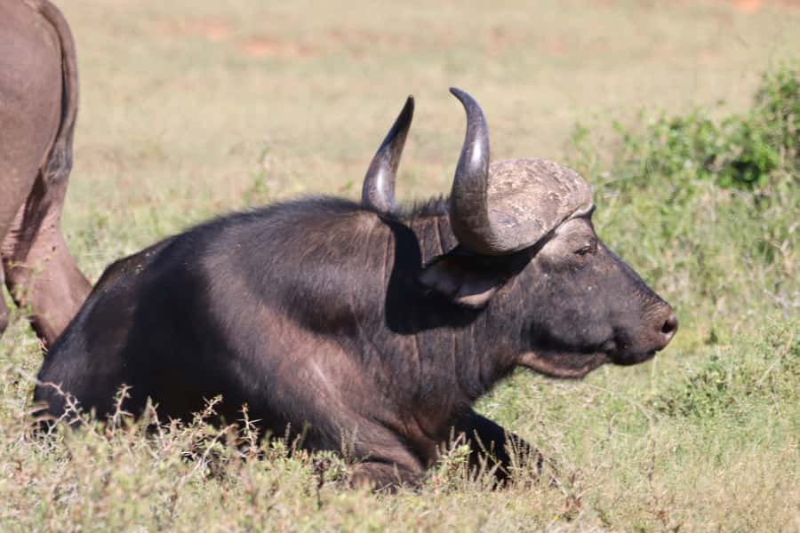 Addo Elephant National Park Half-Day Safari - Practical advice for a smoother morning