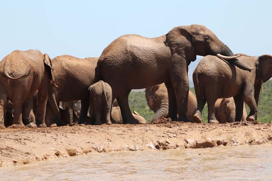 Addo Elephant National Park Half-Day Safari - Why Addo is a strong half-day choice